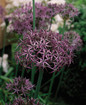 Star of Persia Allium Christophii flower focus