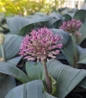 Allium Karataviense ornamental onion spring blooms