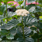 All That Glows Viburnum Stem Holding Leaves and Blooms