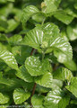 All That Glows Viburnum Bush Foliage