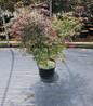 Crimson Queen Weeping Japanese Maple in pot