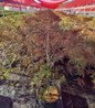 Crimson Queen Weeping Japanese Maple Tree #3 pot