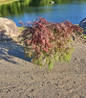 Inaba Shidare Weeping Japanese Maple specimen tree