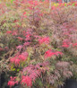 Inaba Shidare Weeping Japanese Maple purple red leaves