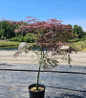 Red Dragon Weeping Japanese Maple container specimen