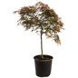 Red Dragon Weeping Japanese Maple 5 gal black pot