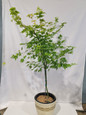 Orange Dream Japanese Maple in a Garden Planter