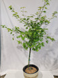 Young Orange Dream Japanese Maple Tree