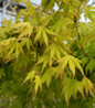 Orange Dream Japanese Maple finely cut leaves