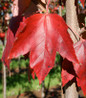Red Sunset Red Maple red autumn foliage