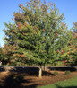 Red Sunset Red Maple mature tree