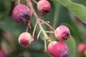 Regent Serviceberry berries close up