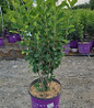 Standing Ovation™ Serviceberry in branded pot