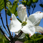Cherokee Princess Flowering Dogwood Flower Close Up