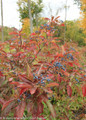 Large Brandywine Viburnum Shrub in Fall Covered With Berries