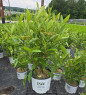 Brandywine Viburnum #3 container
