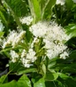 Brandywine Viburnum white blooms