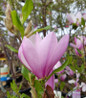 Jane Magnolia fragrant spring bloom