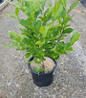 Jane Magnolia #3 pot