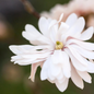 Centennial Blush™ Magnolia Tree Flowers