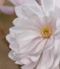 Centennial Blush Star Magnolia flowers close-up