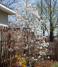 Centennial Blush Star Magnolia full tree view