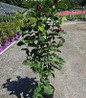 Genie Magnolia #3 pot