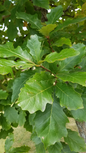Swamp White Oak Foliage Close Up