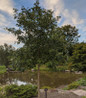 Swamp White Oak in landscape