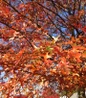 Pin Oak red foliage