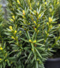 Hicks Yew dark green needles