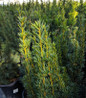 Hicks Yew dense upright habit