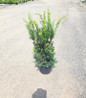 Hicks Yew in pot