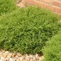Mr. Bowling Ball® American Arborvitae Growing in the Landscaping