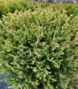 Mr. Bowling Ball Arborvitae rounded evergreen shrub