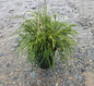 Whipcord Western Red Cedar in pot