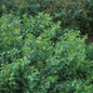 Gro-Low Fragrant Sumac Shrub in the Garden