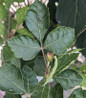 Gro-Low Fragrant Sumac glossy green foliage