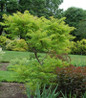 Tiger Eyes Sumac full plant view