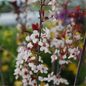 Purpleleaf Sandcherry Branch with Flowers