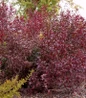 Purpleleaf Sand Cherry dark purple leaves