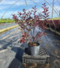Purpleleaf Sand Cherry nursery container plant