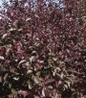 Purpleleaf Sand Cherry dark purple foliag