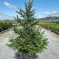 Norway Spruce Tree At The Nursery