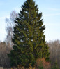 Norway Spruce dense evergreen branches