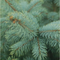 Baby Blue Blue Spruce Stem with Foliage