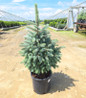 Baby Blue Blue Spruce nursery plant