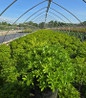 Cavatine Dwarf Andromeda nursery container plant