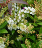 Cavatine Dwarf Andromeda bell shaped blooms