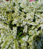 Cavatine Dwarf Andromeda white flower clusters